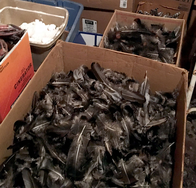 Feathers in boxes