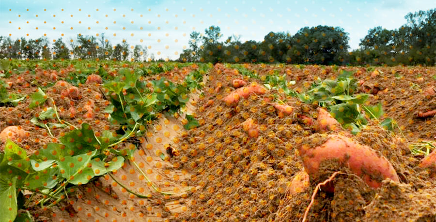 Sweet Potato Field