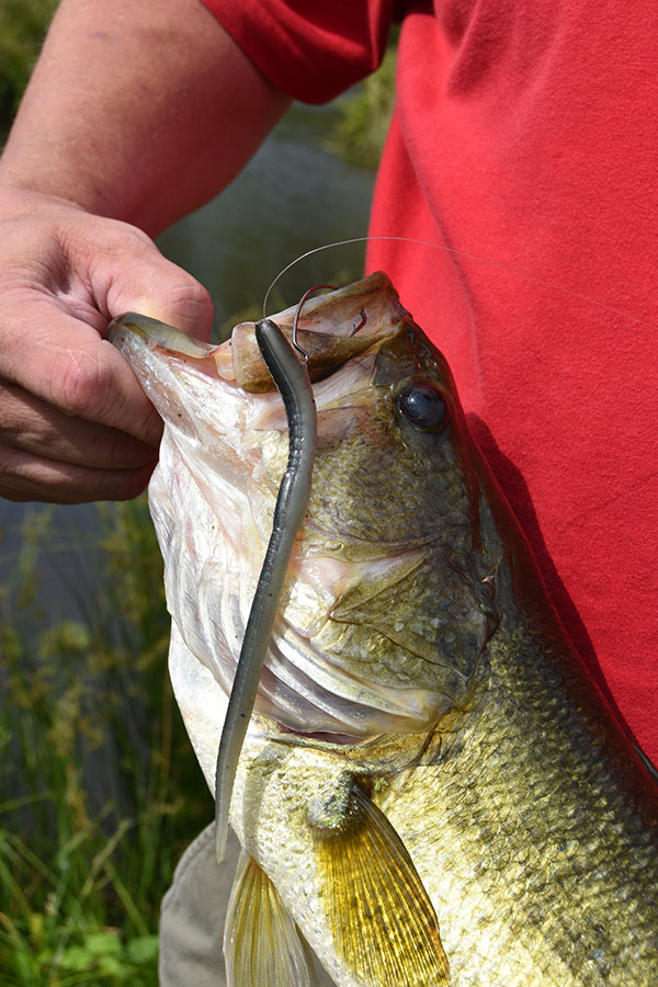 Bass