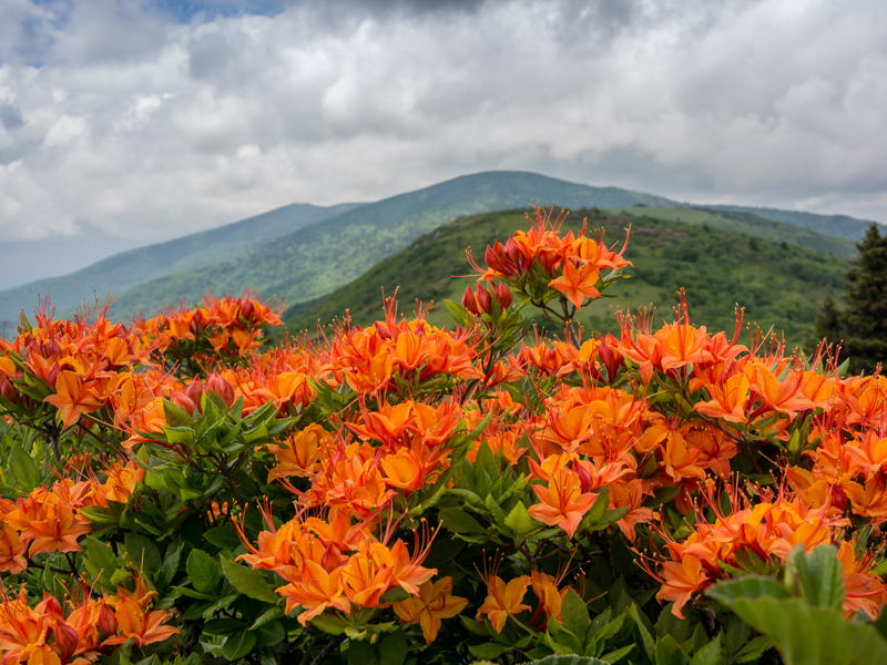 Flaming Azalea