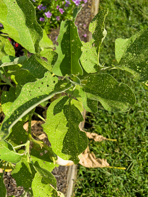 Flea Beetles on Eggplant