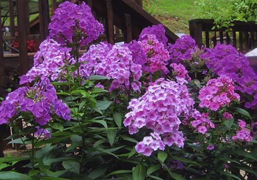 Great-Gardens-NC-phlox