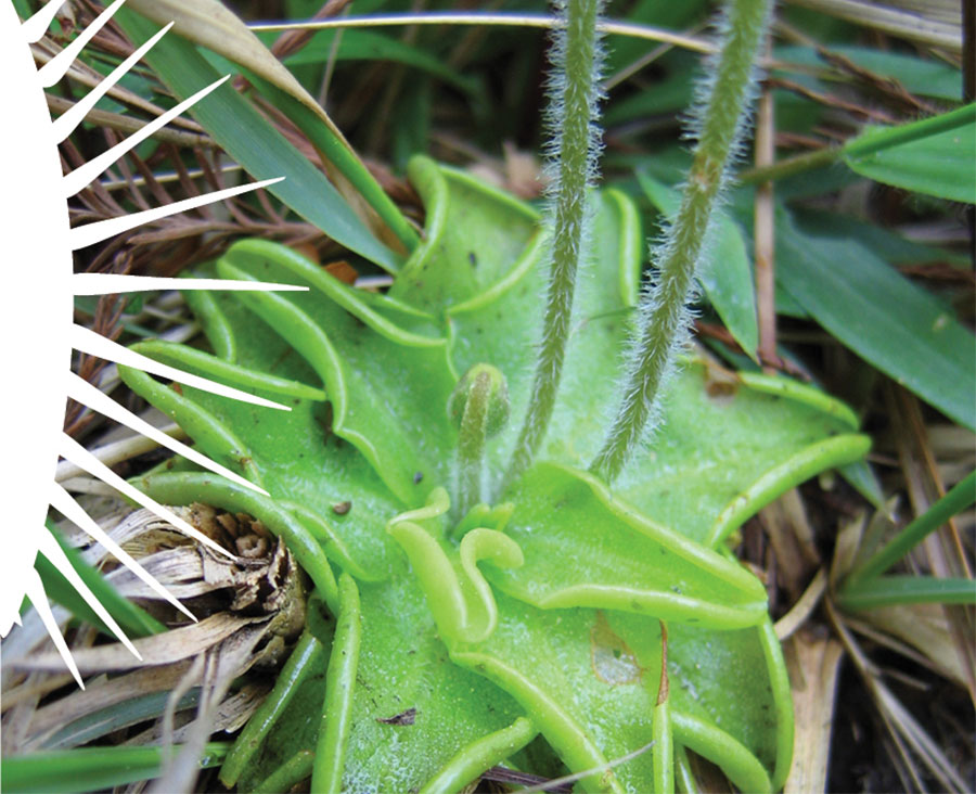 Butterwort