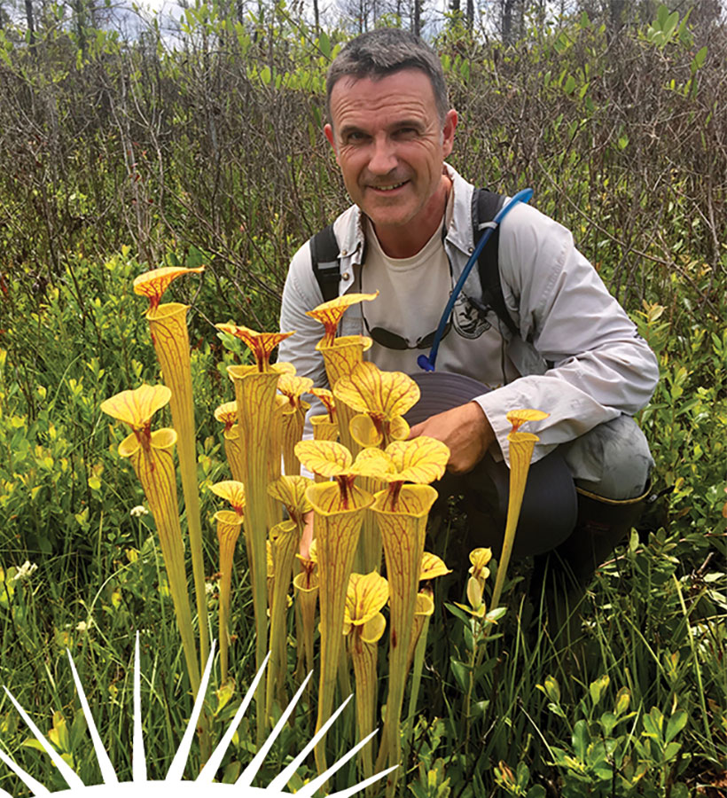pitcher plants