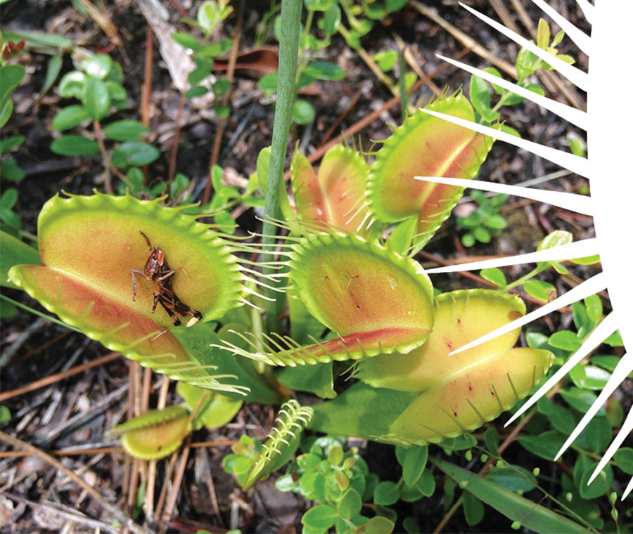 Venus flytrap