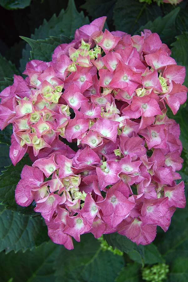 FrenchHydrangea