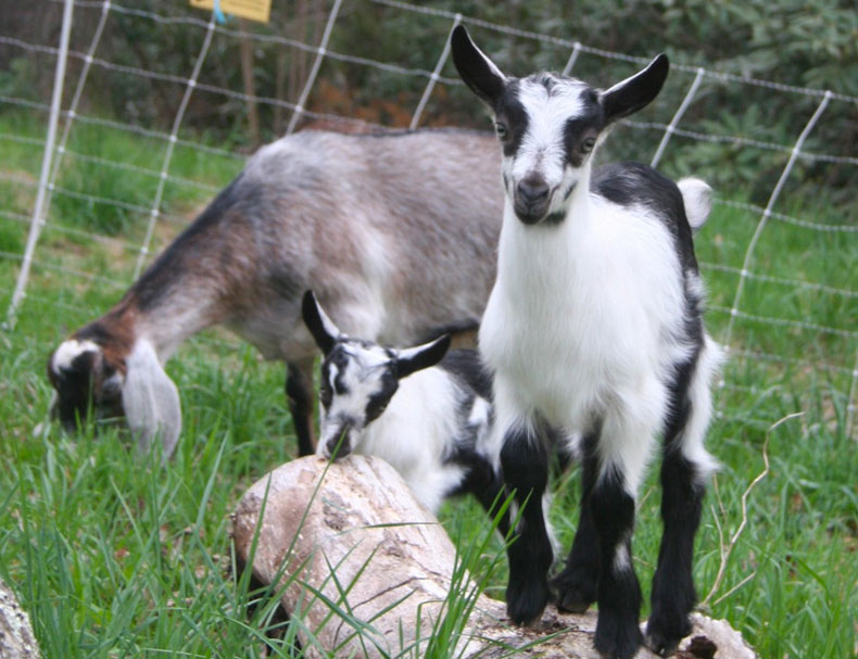 Fun Frolic Farm