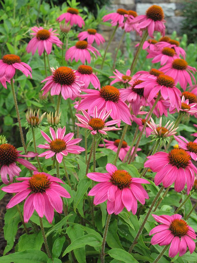 “Garden