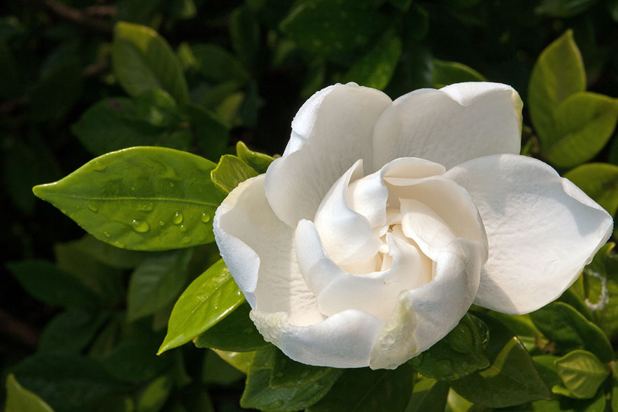 Gardenia