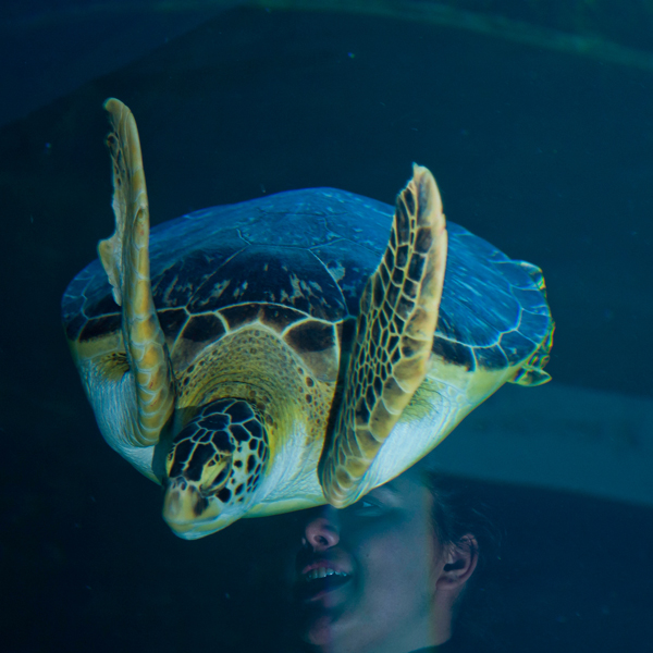 Sea Turtle