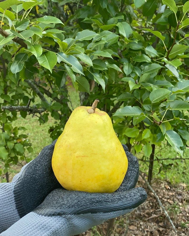 One Plentiful Pear - Dorothy Steele