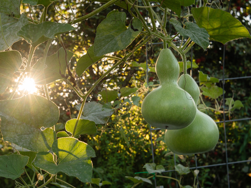 Gourds growing on vine