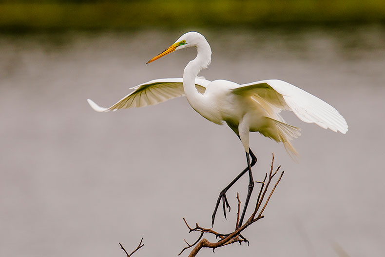 Great Egret
