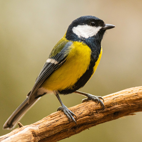 Great Tit Bird