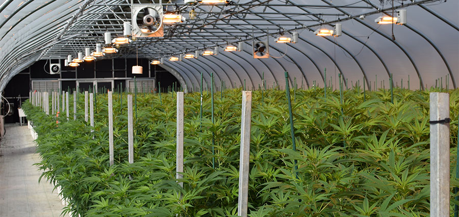 Greenhouse Triangle Hemp