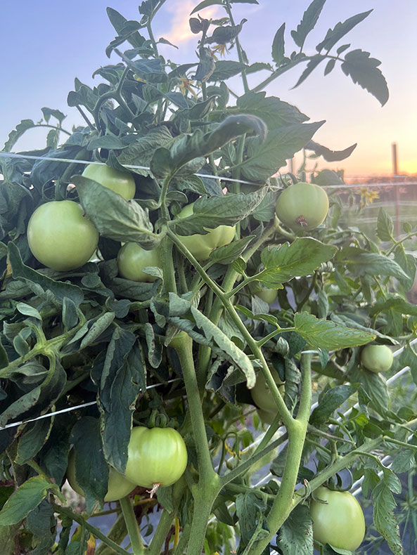 produce