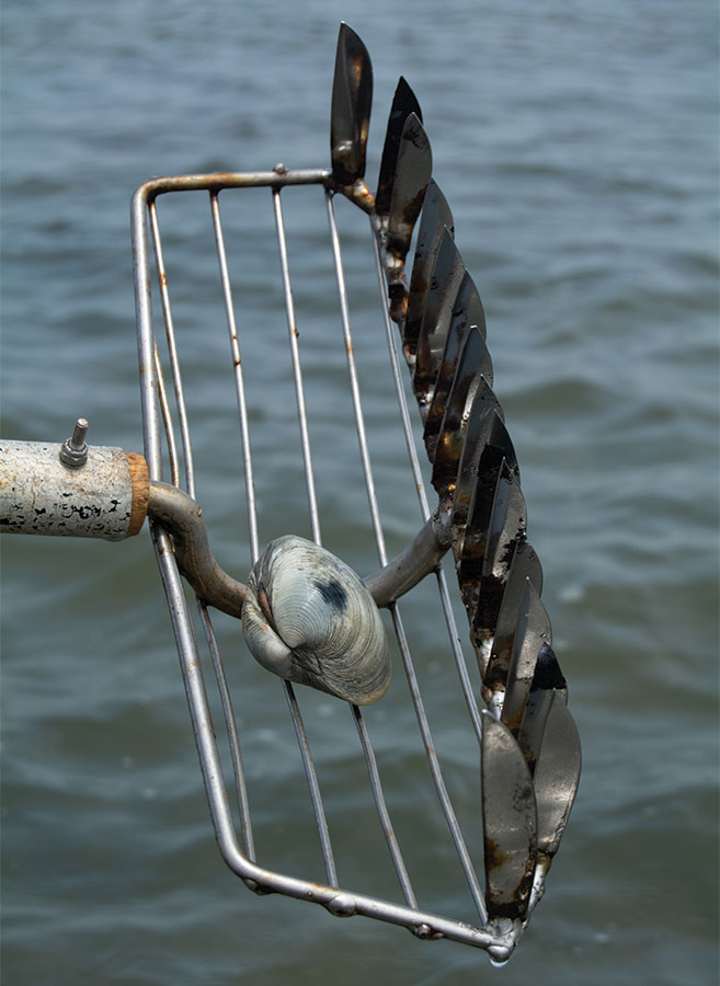 Harvesting Clams Rake