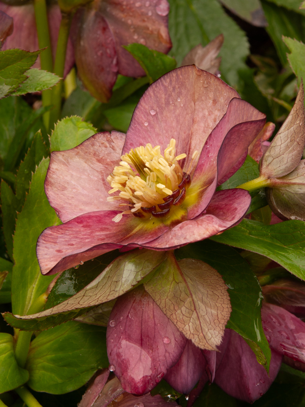 Hellebore
