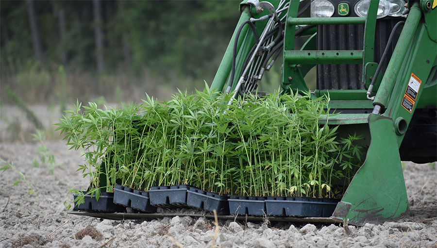 Hemp Plants