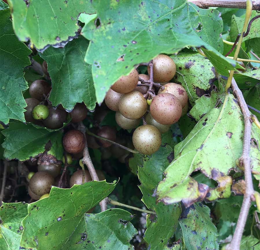 Hinnant Winery vines