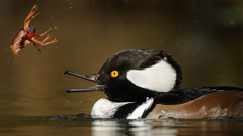 Hooded Merganser