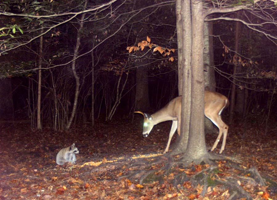 HughesDeer