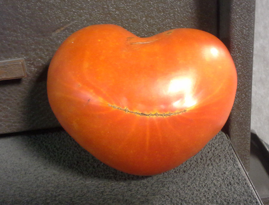 Tomato Lover 