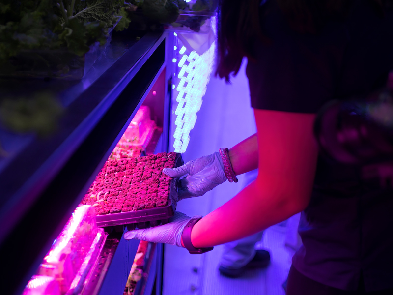 Seedlings in LED light container Farm