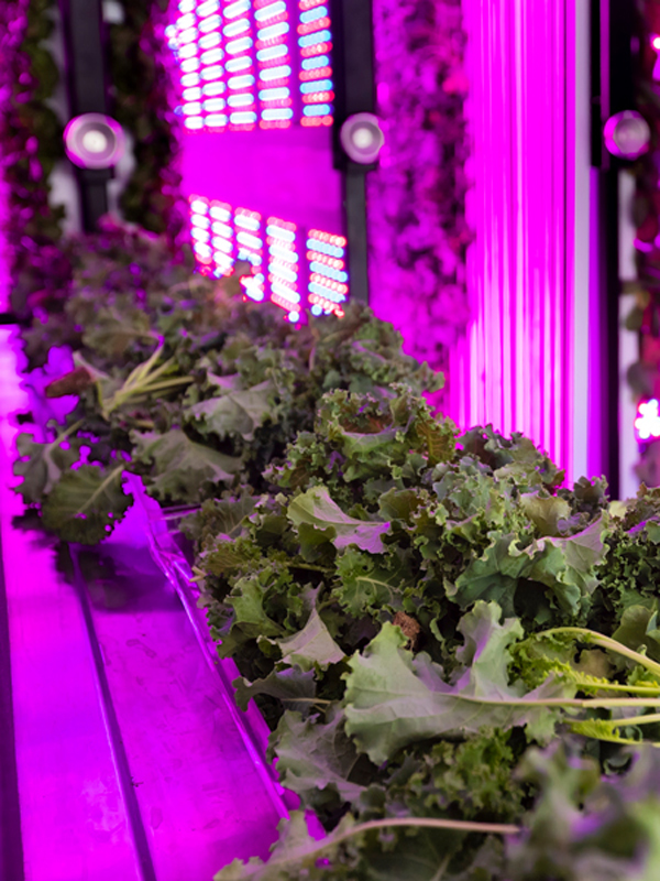 Farm greeens growing under LED lights