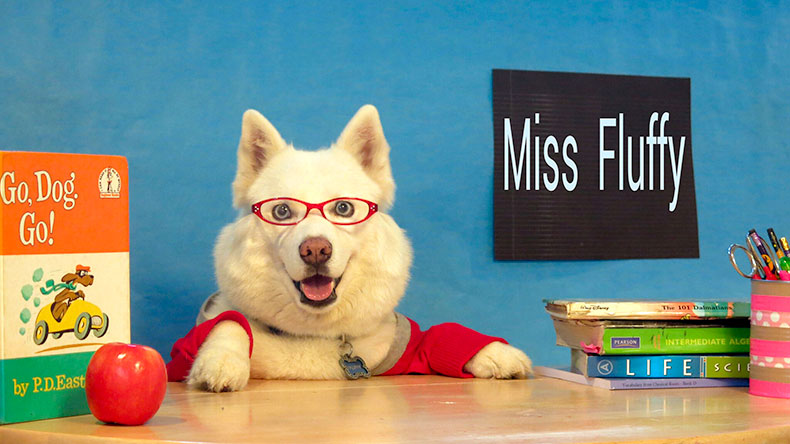Miss Fluffy the Husky 