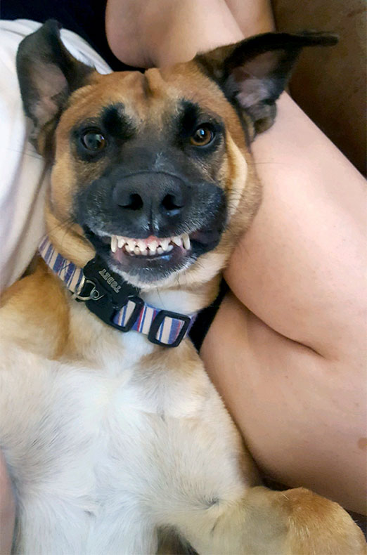Tobey the Terrier and Pit Mix 