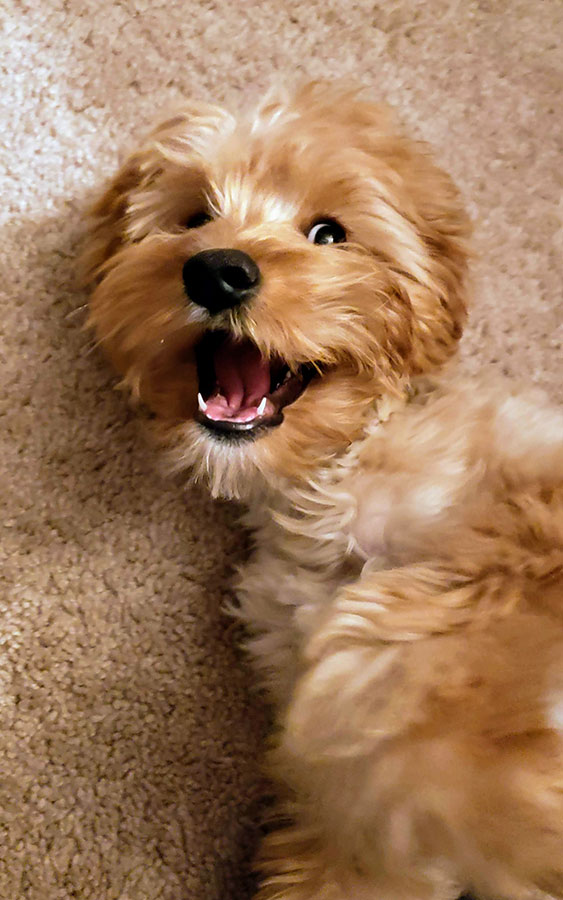 Walter the Cavapoo  