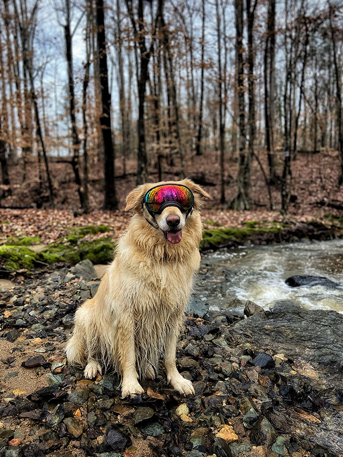 Mack the Golden Retriever  