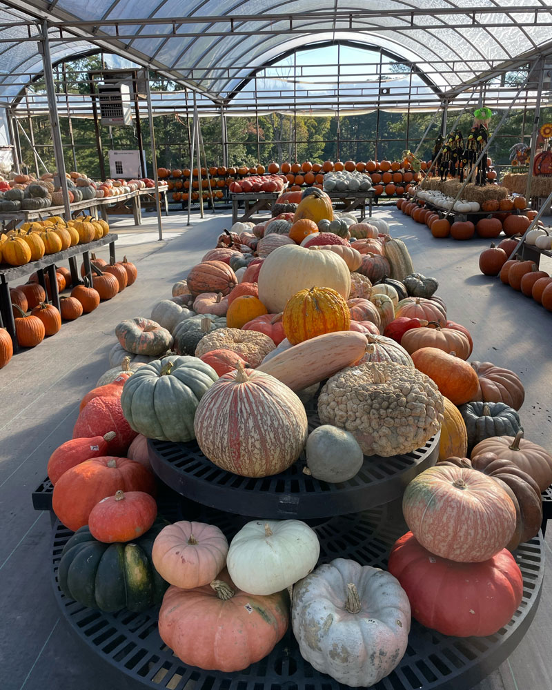 Ken's Korny Corn Maze