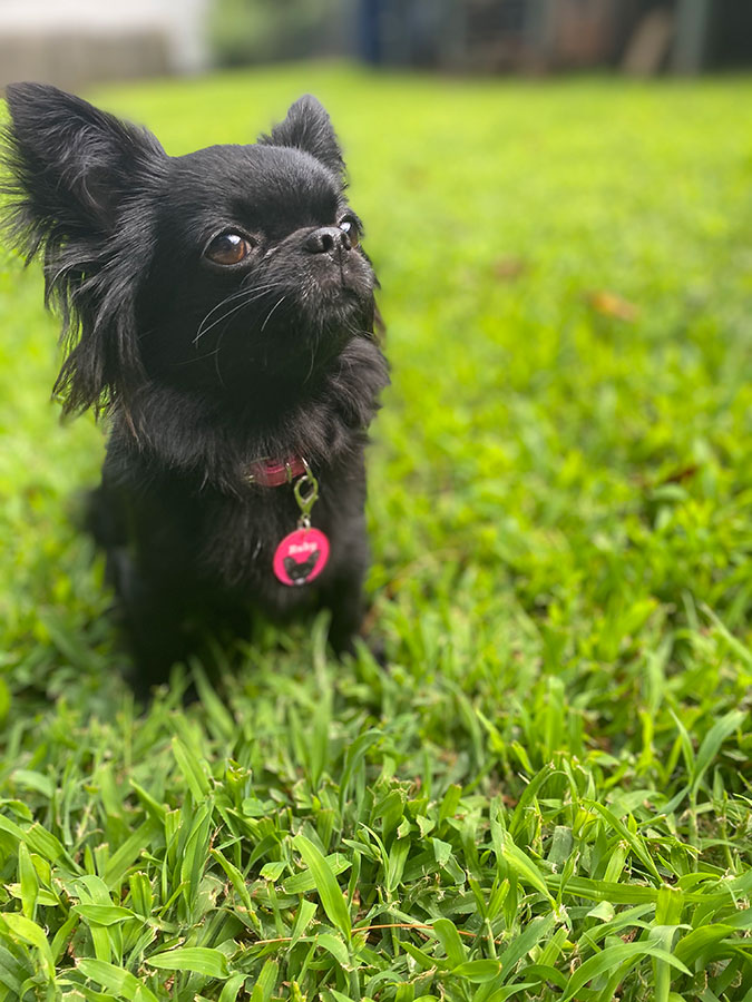 Ruby the Chihuahua  