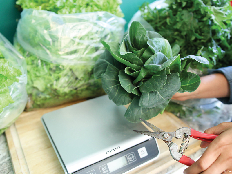 LGM Harvest Scale