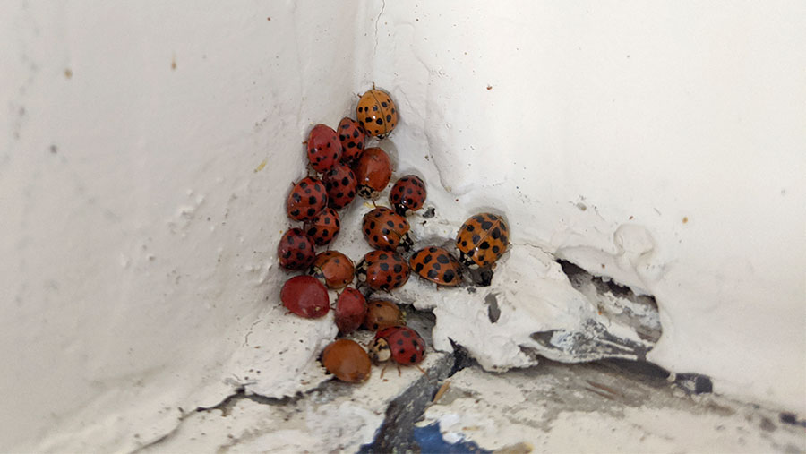 Asian lady beetles