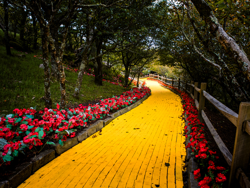 Land of Oz -Yellow Brick Road