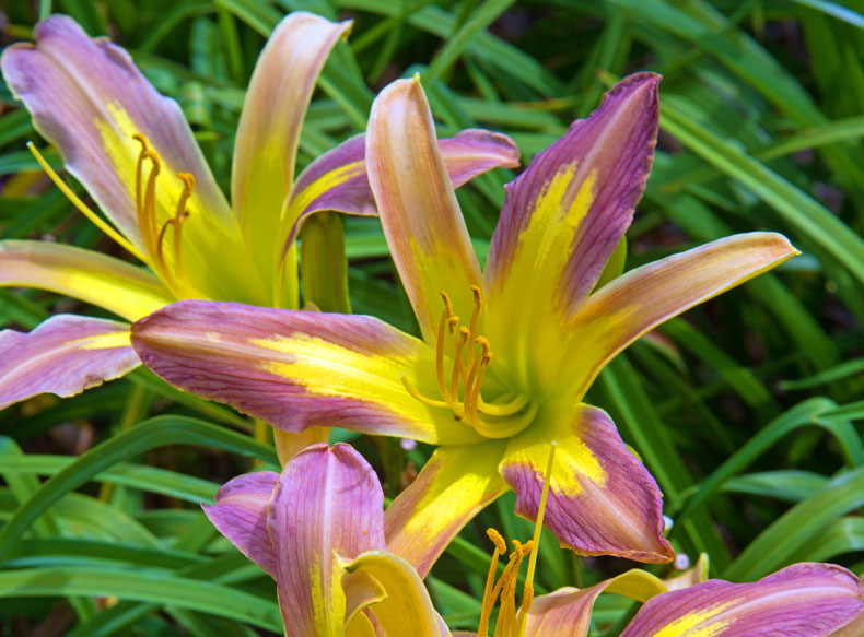 Spider Daylilies are Both Tough and Pretty