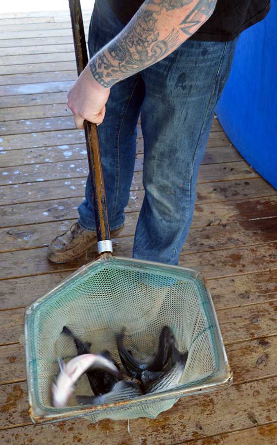 Lucky Clays Farm fish