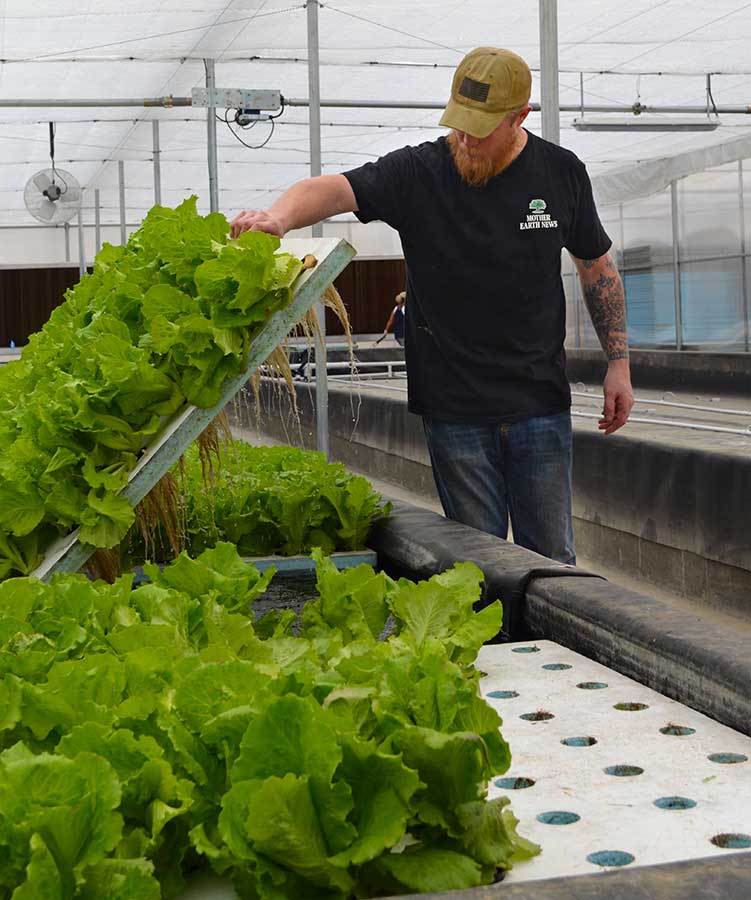 Lucky Clays Farm hydroponic lettuce