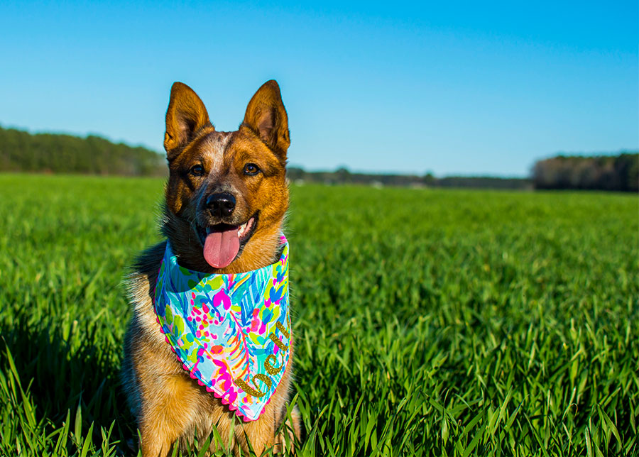Bella the Birthday Dog 