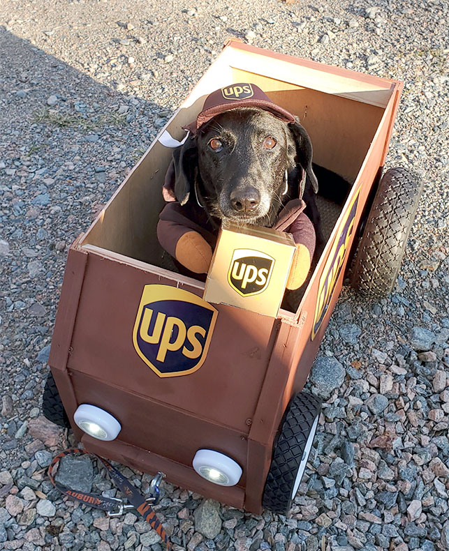 Roxie the Dachshund Mix 