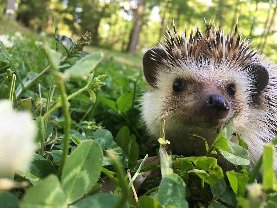 Prickly Pear the Hedgehog  