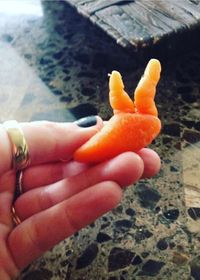 Baby Bunny 