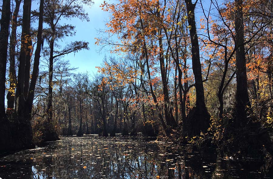 Merchants Millpond 3
