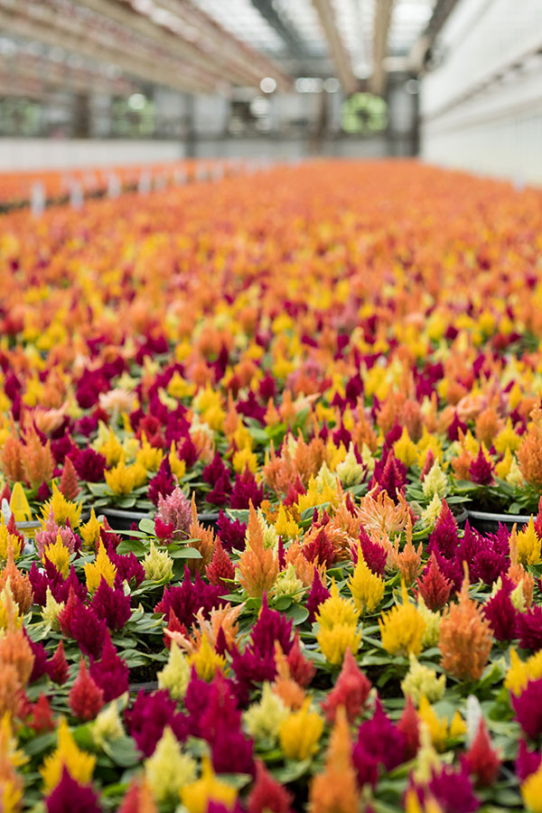 Metrolina Greenhouses 2