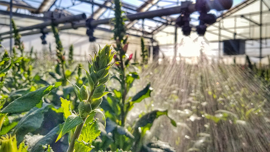 Metrolina Greenhouses wide