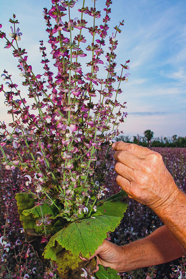 Mike Parrish showing sage plant