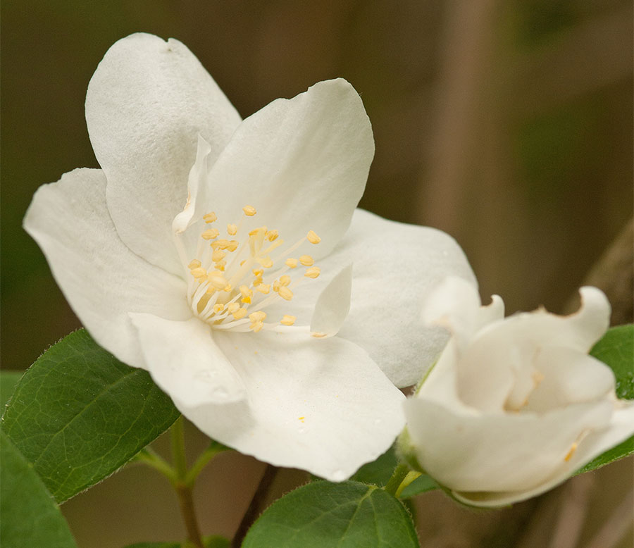 Mock Orange blooms